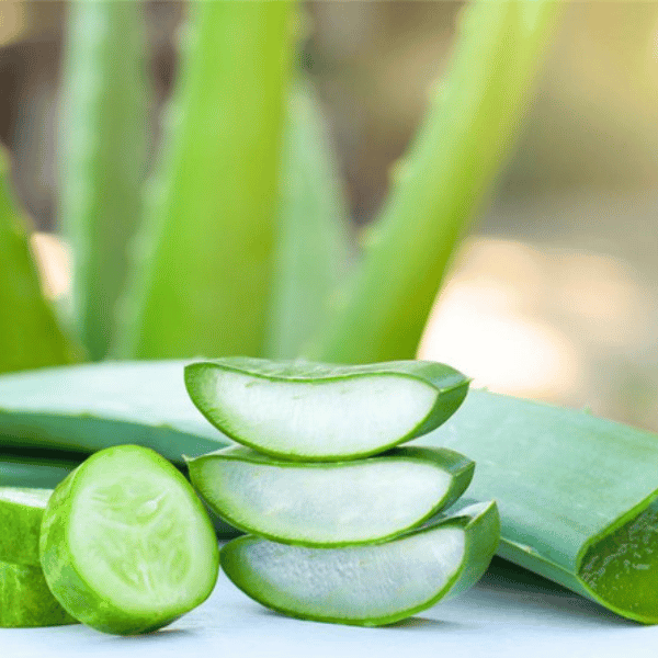 Aloevera Fragrance Oil